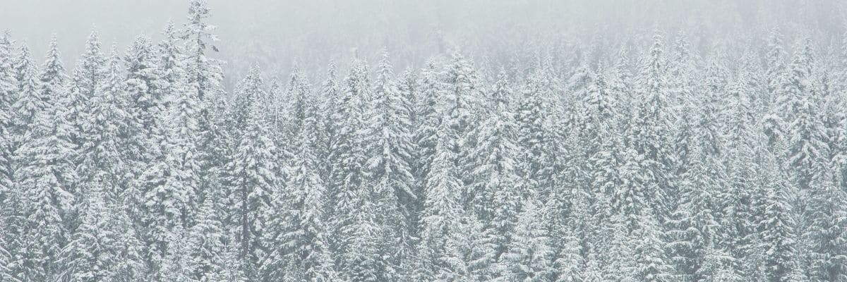 Kompendium wiedzy o adaptogenach - ashwagandha, różeniec górski, eleuterokok, shatavari